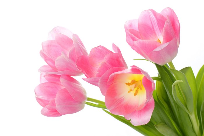 4K Pink Tulips Closeup on White Background