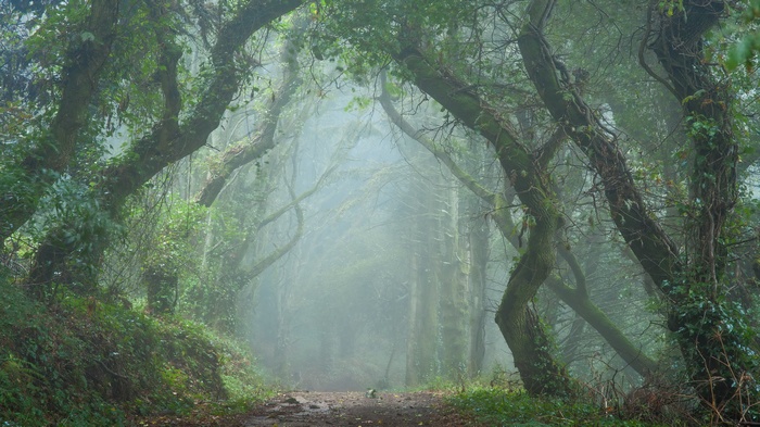 A foggy forest path with gnarled trees