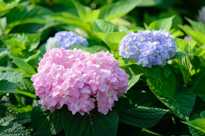 Pink and Violet Hydrangeas