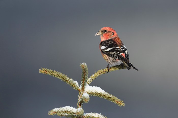 Two-barred crossbill perched on a snowy pine branch