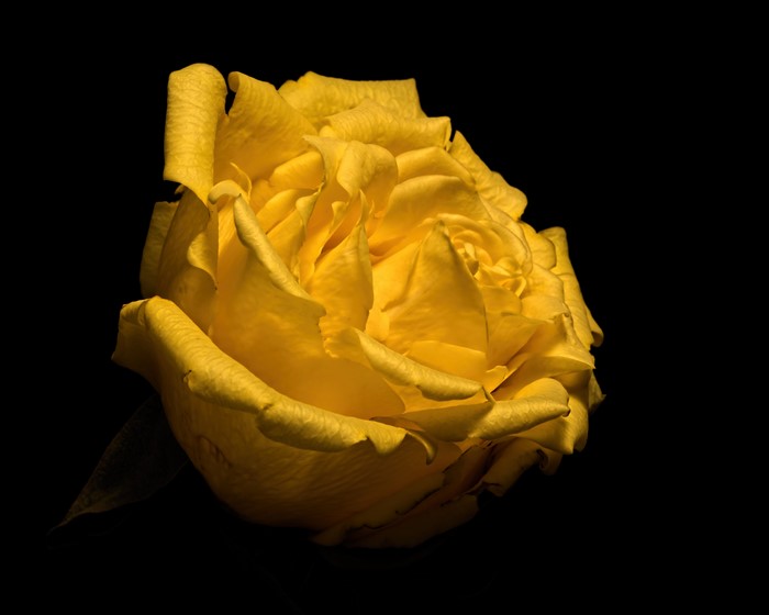 Yellow rose with black background