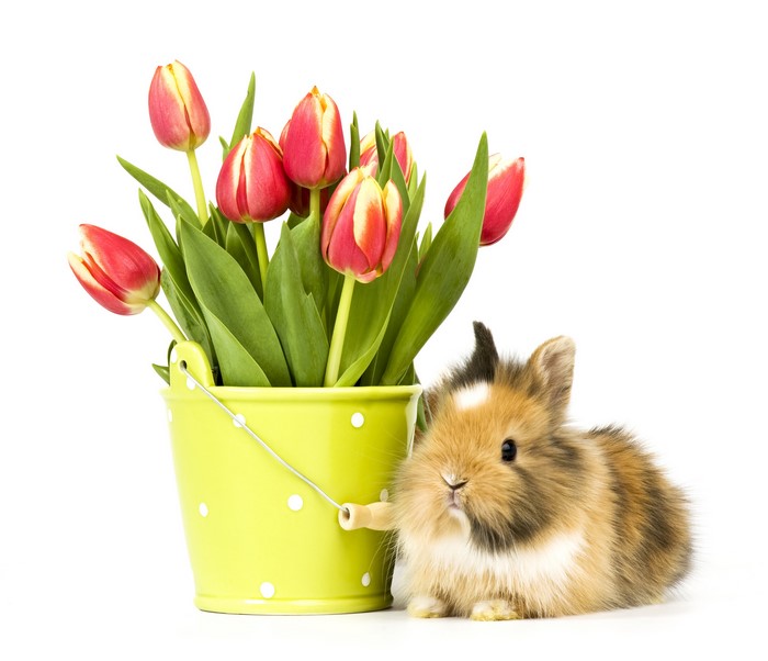 Tulips in a bucket with a rabbit
