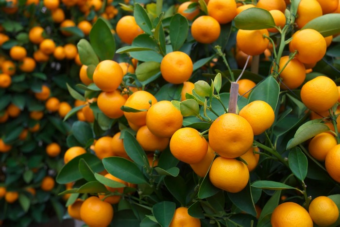 4K Mandarine tree with foliage