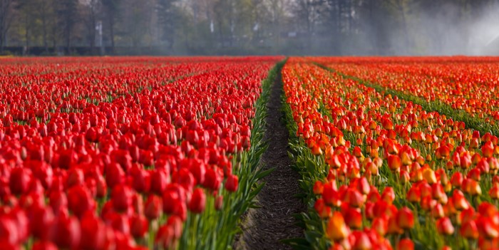 Field of Red Tulips