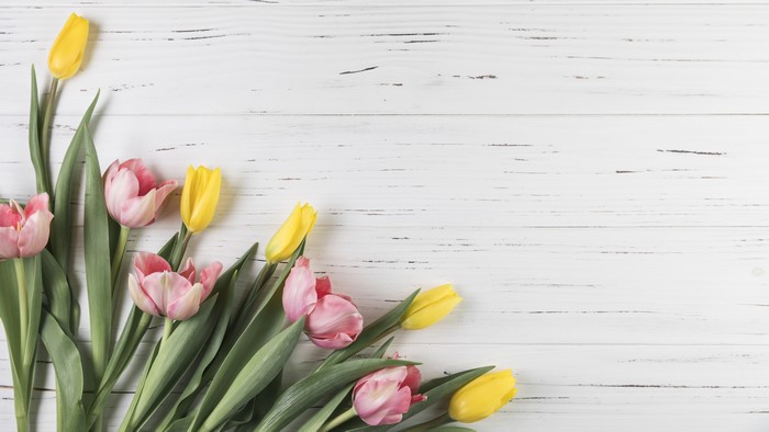 Pink and yellow tulips on white wood planks