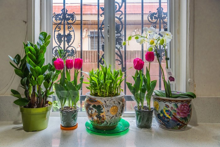 Potted Tulips, Orchid, and Lucky Bamboo by a Window