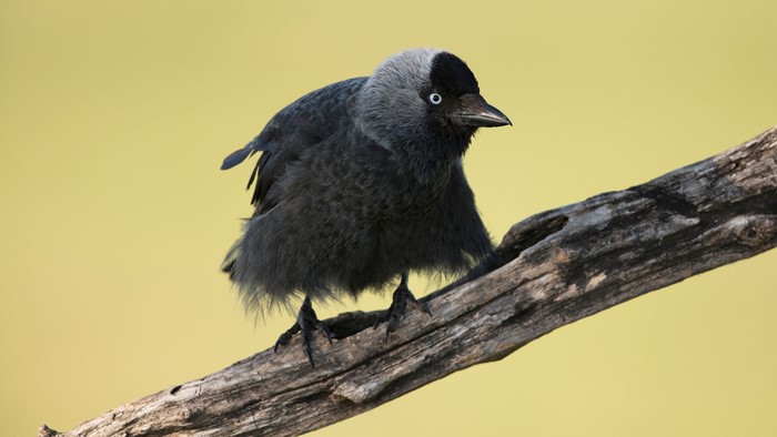 4K Western Jackdaw on Branch