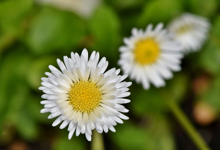 Bellis flowers with white petals and yellow centers