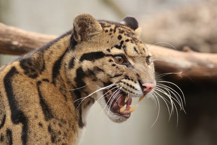 4K, clouded leopard, Leopards, Canine tooth fangs, Snout, Whiskers ...