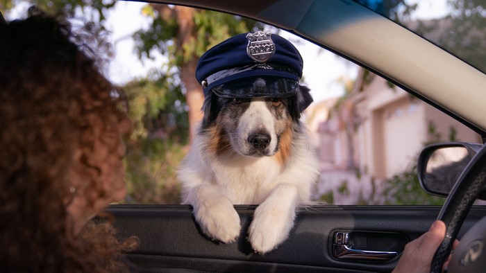 Dog in Police Hat Looking Out Car Window