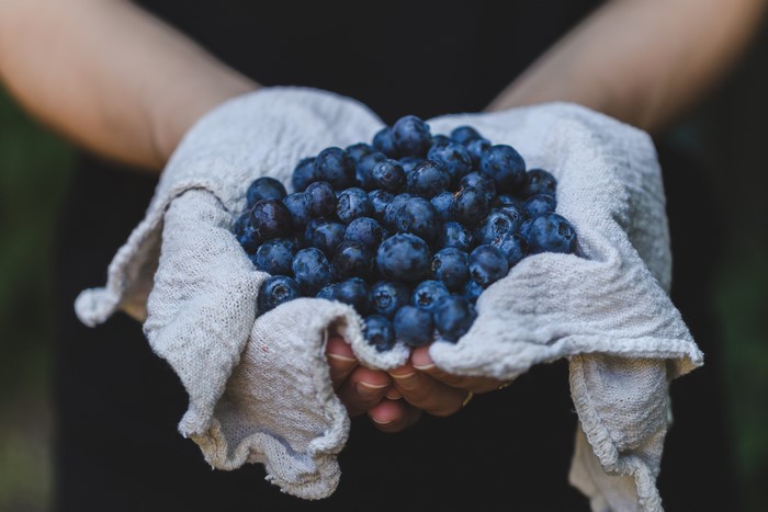 Hands holding blueberries in a cloth