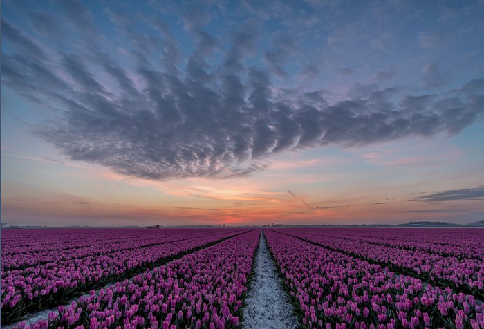 Violet tulip field at sunrise in Goeree-Overflakkee, Netherlands