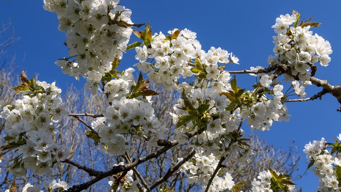 Cherry blossoms on branches against blue sky