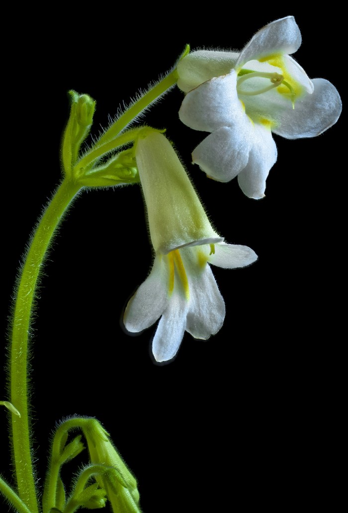 White Streptocarpus flowers on black background