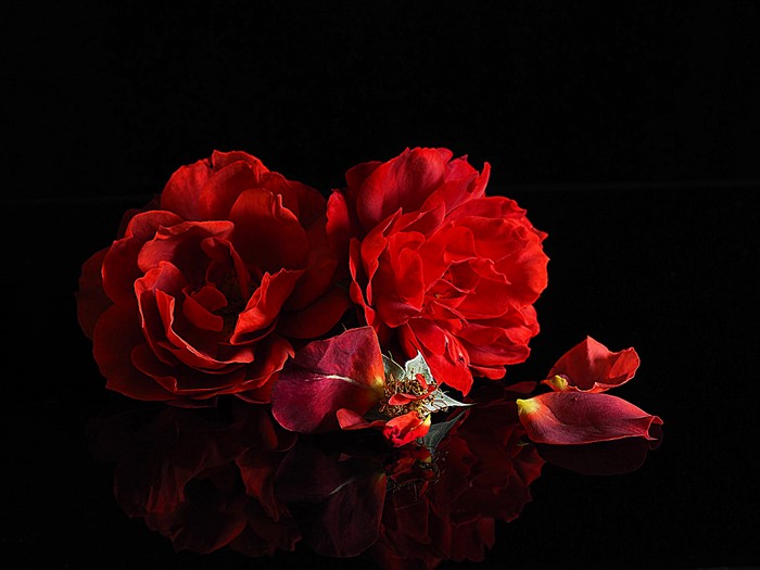Two red roses with fallen petals on black background