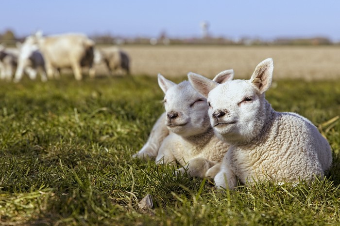 Two white lambs lying in green grass