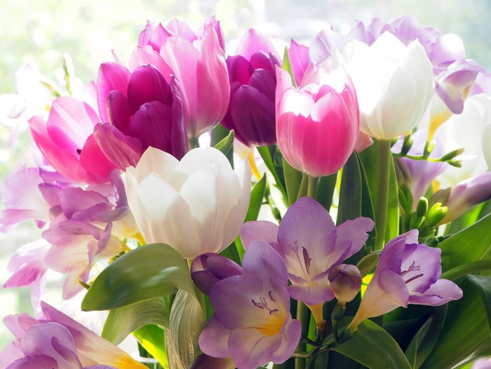 4K Tulips and Freesias Closeup