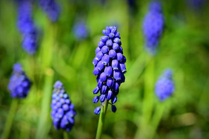 Grape hyacinth Muscari flowers in bloom