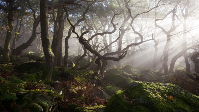 Misty forest with gnarled trees and sunbeams