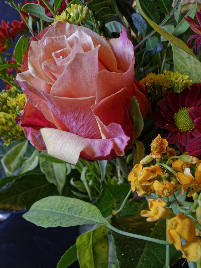 Close-up of a pink rose with yellow and red flowers