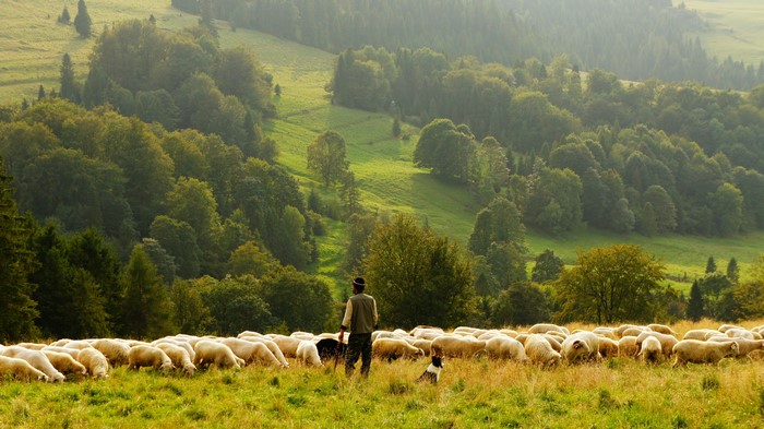4K Sheep Herd in Grasslands