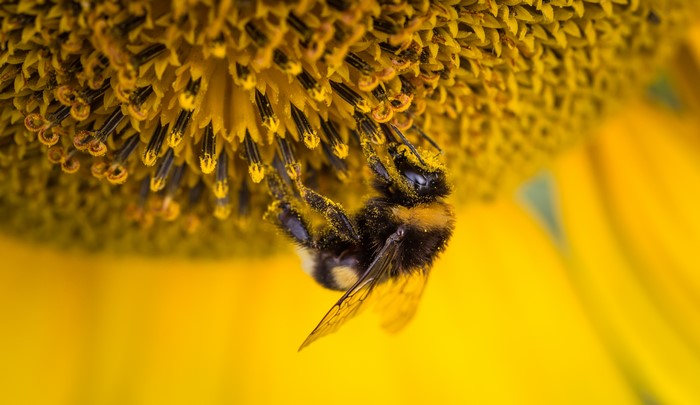 Bumblebee covered in pollen on a sunflower