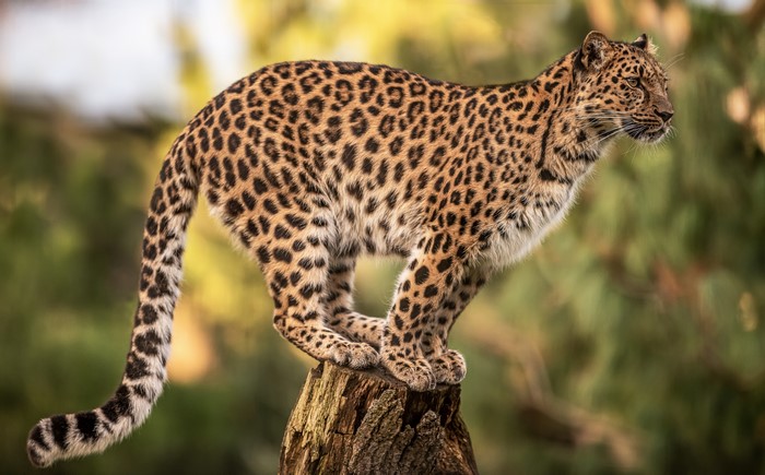 Leopard on a tree stump with bokeh background