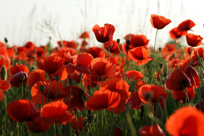 4K Vibrant Red Poppies in Bloom