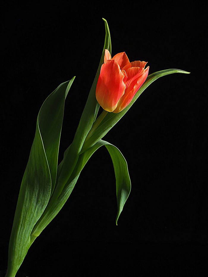 Orange Tulip with Green Leaves on Black Background