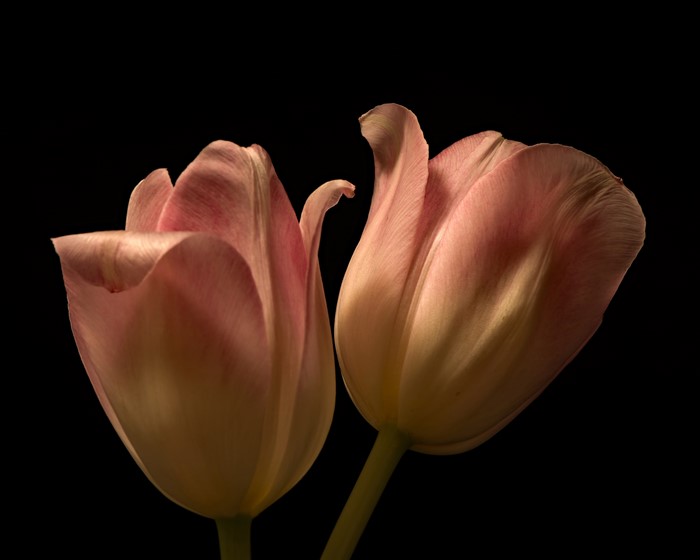 Two pink tulips on a black background
