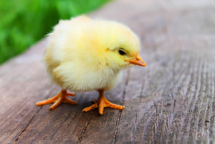 A fluffy yellow chick on a wooden surface
