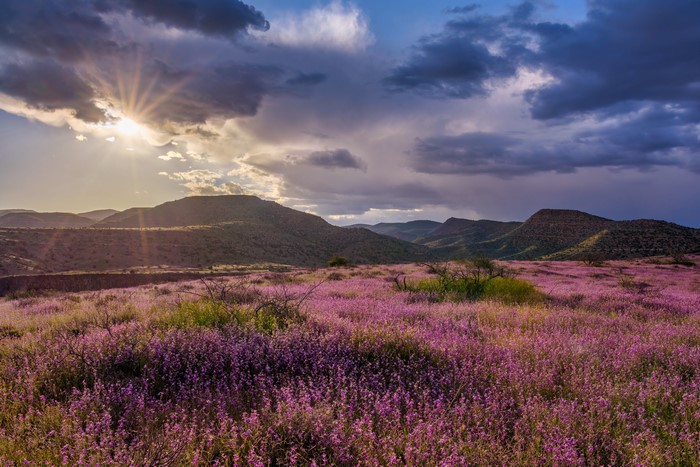 Purple wildflowers in bloom with mountains and sunbeams