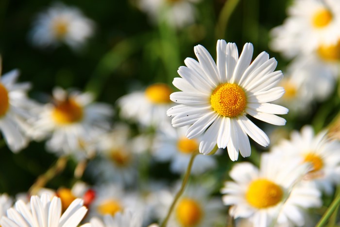4K Camomiles Bokeh