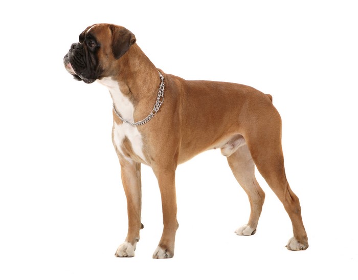 Boxer dog with silver chain collar