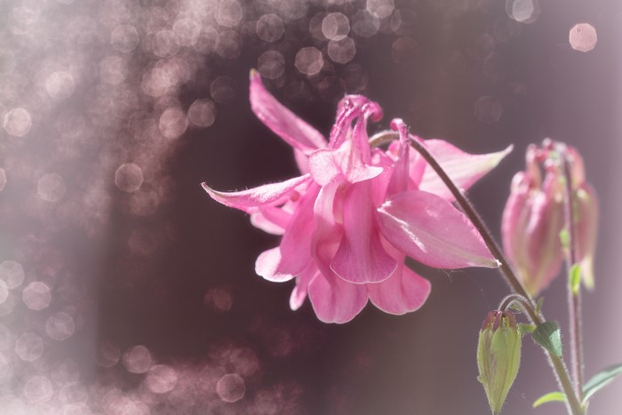 Pink Columbine flower with bokeh background