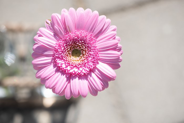 Pink Gerbera Daisy with Bokeh Background