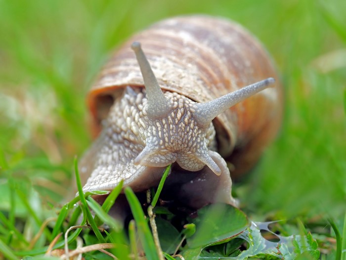 4K Closeup of a Snail on Grass