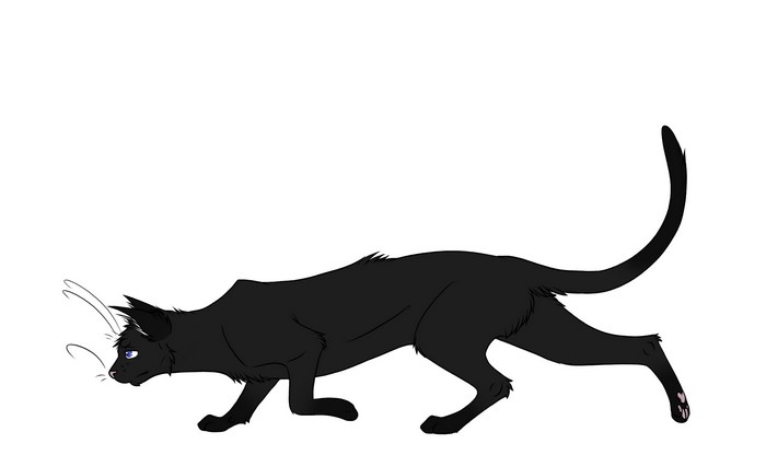 Black cat with blue eyes walking