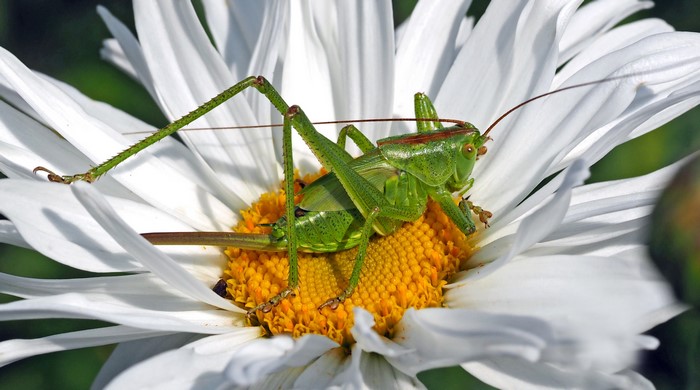 Female Great Green Bush-cricket on a Daisy
