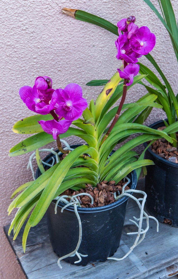 Purple orchids in a black pot