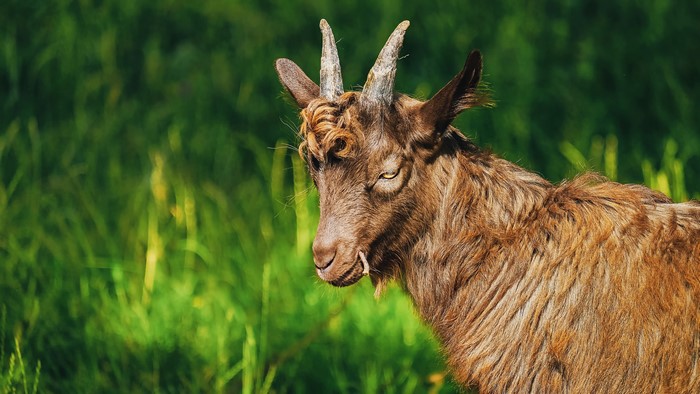 Brown goat with horns in green grass