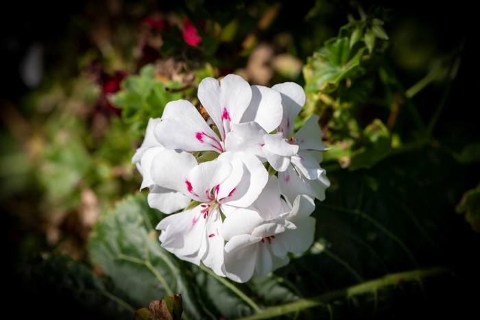 White Pelargonium flowers with pink markings