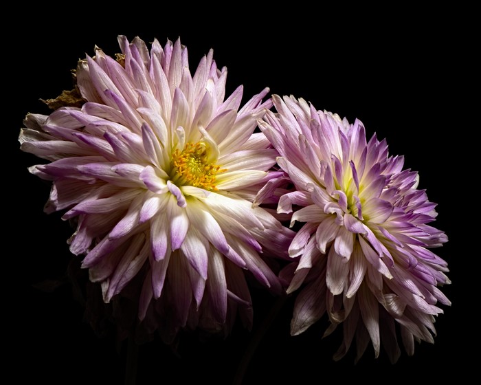 Two Chrysanthemums on Black Background