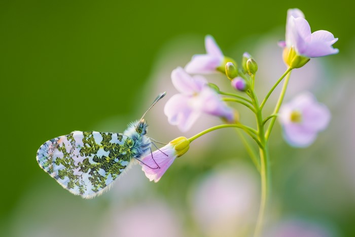 Orange-tip butterfly on a flower