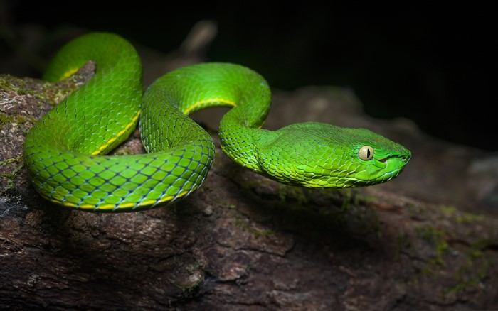 Green Pit Viper Snake on Tree Branch