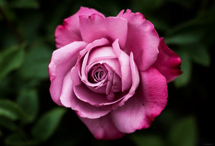 Pink Rose Closeup