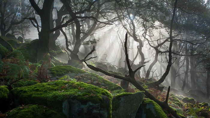 Misty forest with sunbeams and mossy rocks