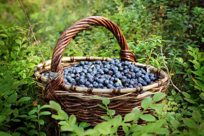 Basket of blueberries in a forest