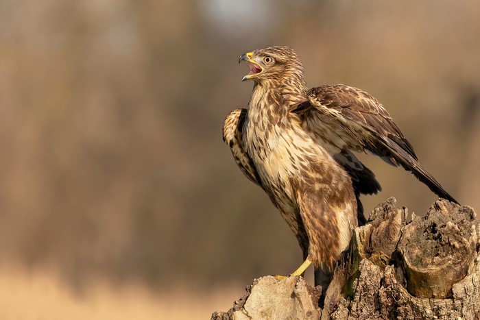 Common buzzard perched on a tree stump