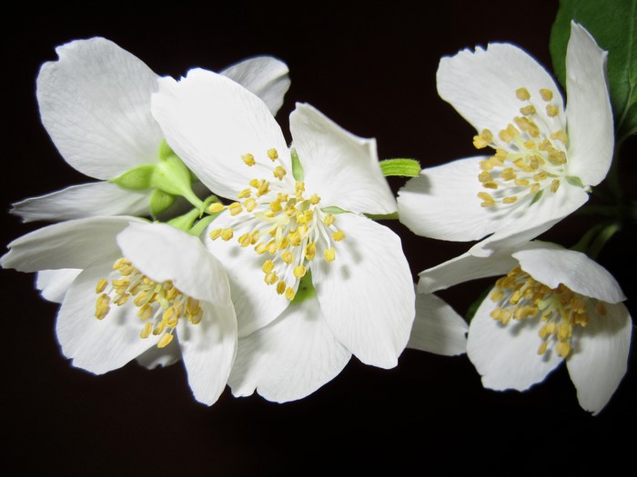 Close-up of white jasmine flowers with yellow stamens